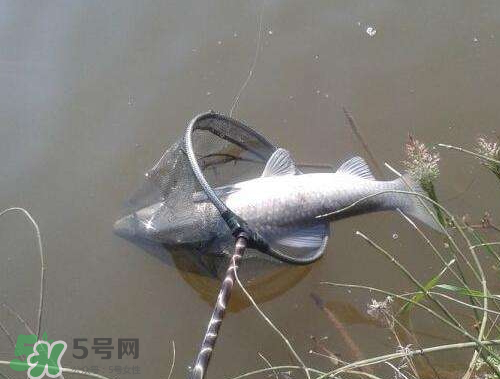 青魚怎么釣？釣青魚用什么餌料最好？