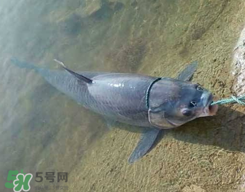 青魚怎么釣？釣青魚用什么餌料最好？