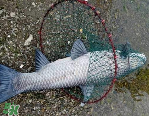 青魚怎么釣？釣青魚用什么餌料最好？
