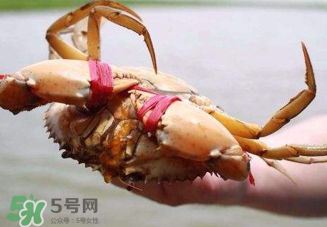 黃油蟹的選蟹標(biāo)準(zhǔn)是什么？黃油蟹的等級分類