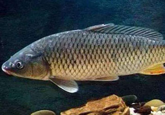 青魚怎么釣？釣青魚用什么餌料最好？