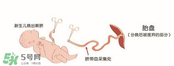 臍帶血有必要保存嗎？臍帶血有什么用？