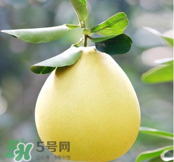 紅心蜜柚是不是轉基因？蜜柚是哪個地方的特產(chǎn)
