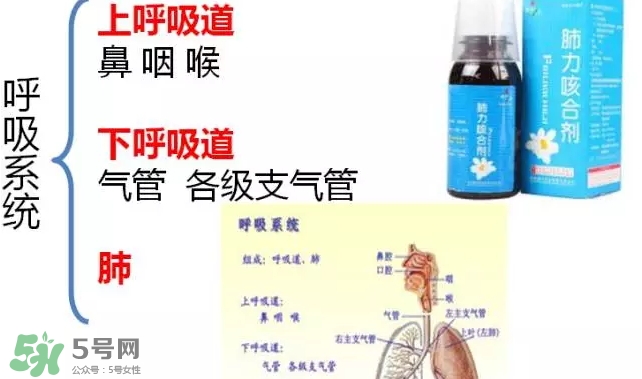 肺力咳合劑多少錢(qián)一瓶？