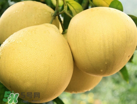 蜜柚怎么挑選？蜜柚怎么保存