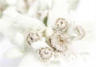 Siin雪絨花孕婦可以用嗎？Siin雪絨花護(hù)膚品孕婦合適嗎？