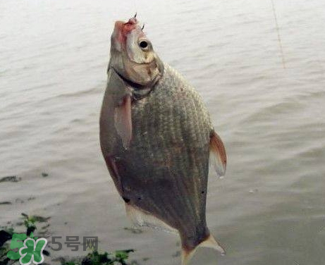 武昌魚怎么釣？釣武昌魚用什么餌料？