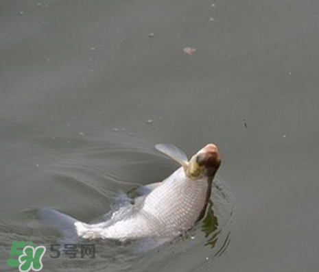 武昌魚怎么釣？釣武昌魚用什么餌料？