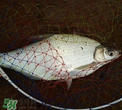 武昌魚怎么釣？釣武昌魚用什么餌料？
