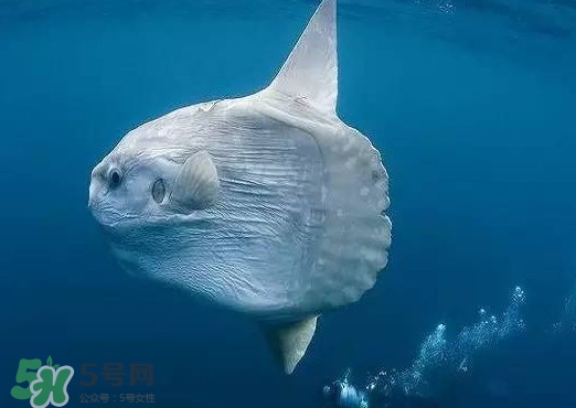 翻車魚是什么魚？翻車魚為什么叫翻車魚