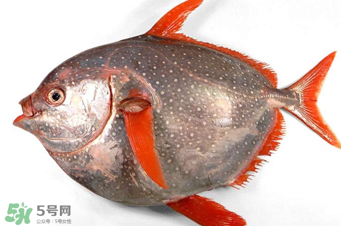 月亮魚是什么魚？月亮魚能吃嗎