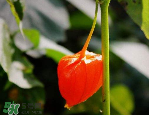 紅姑娘能治療糖尿病嗎？紅姑娘能治什么?。?></p><p>?食枸杞對糖尿病有良效:將枸杞子洗凈蒸熟,1日3次,每次嚼食3克,對糖尿病血脂高、視力不佳者有改善作用。</p><p>鮮石榴汁治糖尿病:每天取鮮石榴250克榨汁,分3次飯前服,也可吃鮮果。無鮮果時,可取石榴干葉30克,煎湯飲服,每天2次。</p> </div>
<div align=