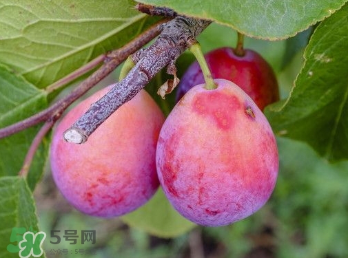 新鮮西梅皮可以吃嗎？西梅皮的功效與作用