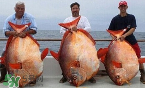 月亮魚是什么魚？月亮魚能吃嗎