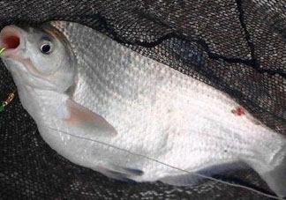 武昌魚怎么釣？釣武昌魚用什么餌料？