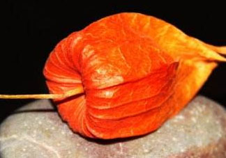 紅姑娘皮泡水治咽炎嗎？紅姑娘皮泡水的副作用