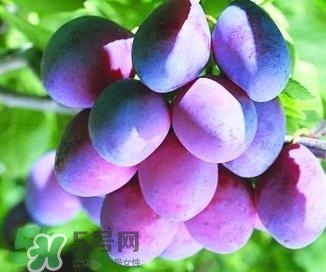 西梅軟的好吃還是硬的好吃？西梅軟的是壞了嗎？
