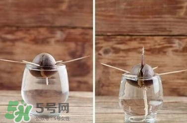 牛油果核能吃嗎？牛油果核怎么種盆栽？