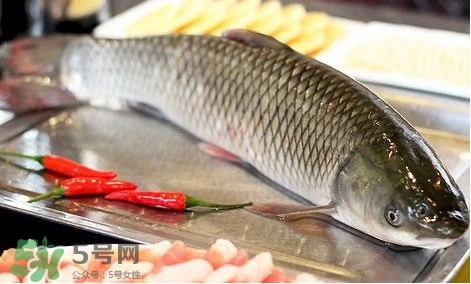 鯇魚和草魚哪個(gè)好吃？鯇魚和草魚的區(qū)別