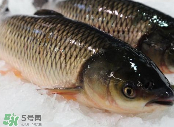 鯇魚(yú)是什么魚(yú)？鯇魚(yú)是怎樣來(lái)的