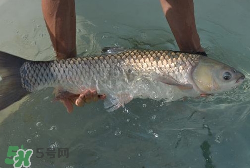 脆肉鯇是草魚嗎？脆肉鯇和草魚有什么區(qū)別