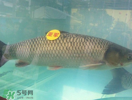 脆肉鯇是什么魚？脆肉鯇口感為什么是脆的