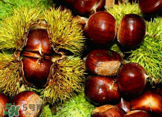 板栗泡酒要去皮嗎？板栗泡酒不去皮可以嗎？