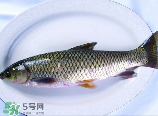 鯇魚(yú)是什么魚(yú)？鯇魚(yú)是怎樣來(lái)的