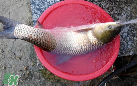 釣鯇魚用什么魚餌？鯇魚怎么做好吃