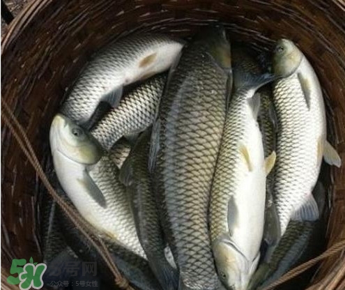 鯇魚和草魚哪個(gè)好吃？鯇魚和草魚的區(qū)別