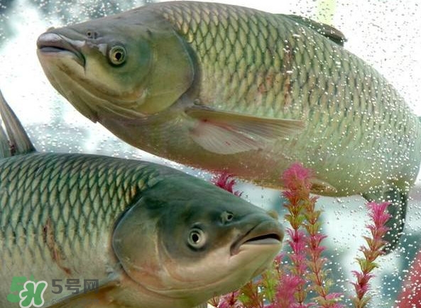 脆肉鯇吃什么的？脆肉鯇和皖魚有什么區(qū)別