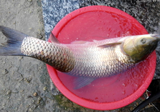 釣鯇魚用什么魚餌？鯇魚怎么做好吃