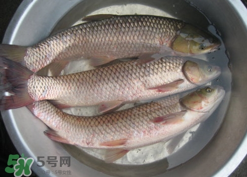 鯇魚(yú)是什么魚(yú)？鯇魚(yú)是怎樣來(lái)的