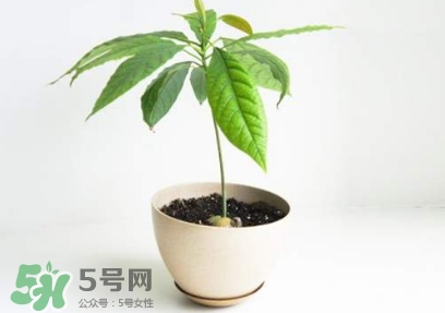 牛油果核能吃嗎？牛油果核怎么種盆栽？