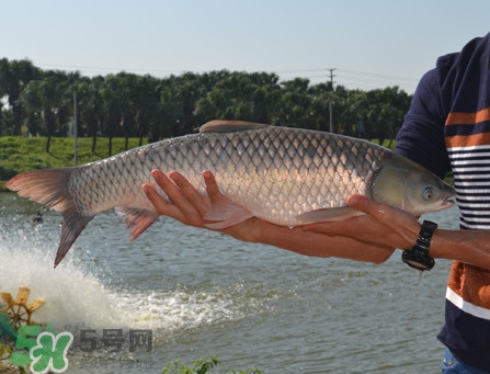 草魚怎么養(yǎng)殖成脆肉鯇？脆肉鯇養(yǎng)殖條件及技術(shù)