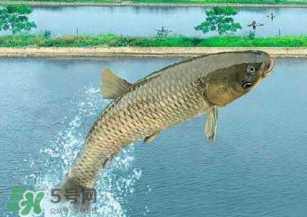 脆肉鯇是什么魚？脆肉鯇口感為什么是脆的