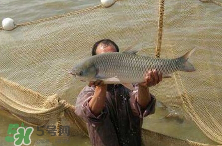 脆肉鯇是草魚嗎？脆肉鯇和草魚有什么區(qū)別