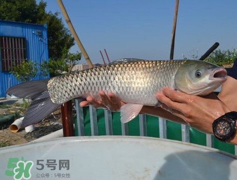 脆肉鯇是什么魚？脆肉鯇口感為什么是脆的