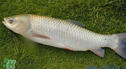 草魚怎么養(yǎng)殖成脆肉鯇？脆肉鯇養(yǎng)殖條件及技術(shù)