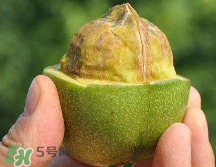 青皮核桃可以冷凍嗎？青皮核桃可以冷藏嗎？