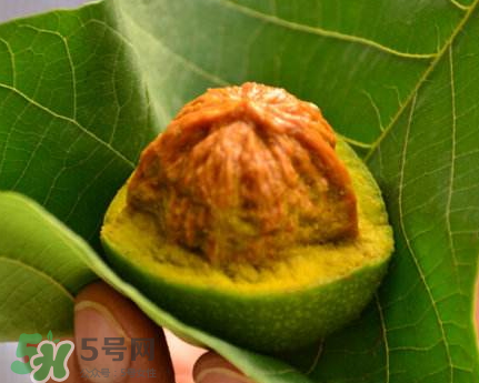 青皮核桃可以冷凍嗎？青皮核桃可以冷藏嗎？