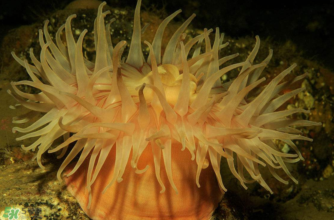 ?？艹詥?？?？趺闯裕?></p><p>學名：Condylactis passiflora</p><p>分布：加勒比海、大西洋沿岸，水深30公尺以內(nèi)的水域。</p><p>特點：美國沿岸珊瑚礁特有的美麗品種，觸手又粗又長，刺細胞毒性很強，碰到它的魚類、無脊椎動物都可能受到傷害，顏色多樣化，有白色、黃色、粉紅色等。</p><p>習性：喜歡單獨生長在石縫及沙石之中，喜歡50000Lux的強光帶，繁殖方式不一。</p><p>飼養(yǎng)條件：溫度18~22℃、pH8.0~8.4、kH9~11°dH，適合養(yǎng)在光照強之處，可喂以漢堡飼料、人工豐年蝦、海水微量元素。</p><p>拳頭?？?/p><p>學名：Entacmaea quadricolor</p><p>分布：印度洋、太平洋、紅海到薩摩亞群島之間的淺灘珊瑚礁，水深40公尺以內(nèi)的水域。</p><p>特點：在口盤駐觸手長滿了共生藻，因此影響了它們色澤的表現(xiàn)。觸手構(gòu)造很獨特，頂端通常呈氣泡狀，也會因壓縮而成球形或梨形，與小丑魚行共生。</p><p>習性：以群居的方式棲息在淺水地帶，個別生長在其他地區(qū)的，需要石縫、巖洞以固著及藏匿。</p><p>養(yǎng)殖條件：生長在強光帶，溫度22~26℃，可喂以漢堡飼料、人工豐年蝦、海水微量元素。</p>		</div>
<div align=
