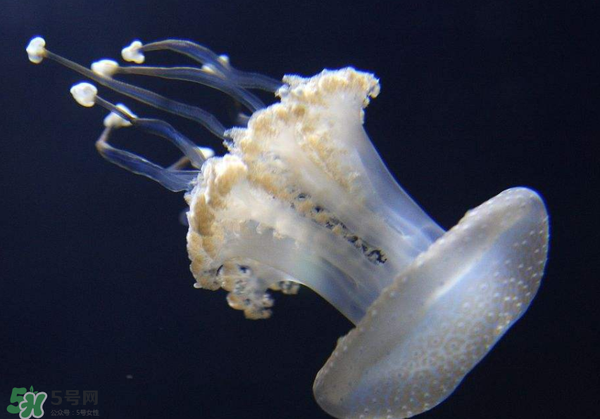 海蜇是生吃嗎？海蜇怎么吃？