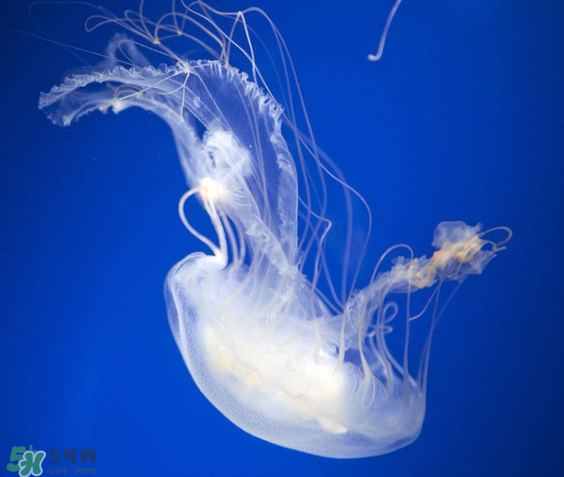 海蜇是生吃嗎？海蜇怎么吃？