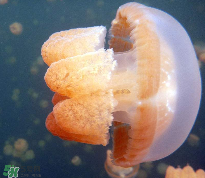 海蜇是生吃嗎？海蜇怎么吃？