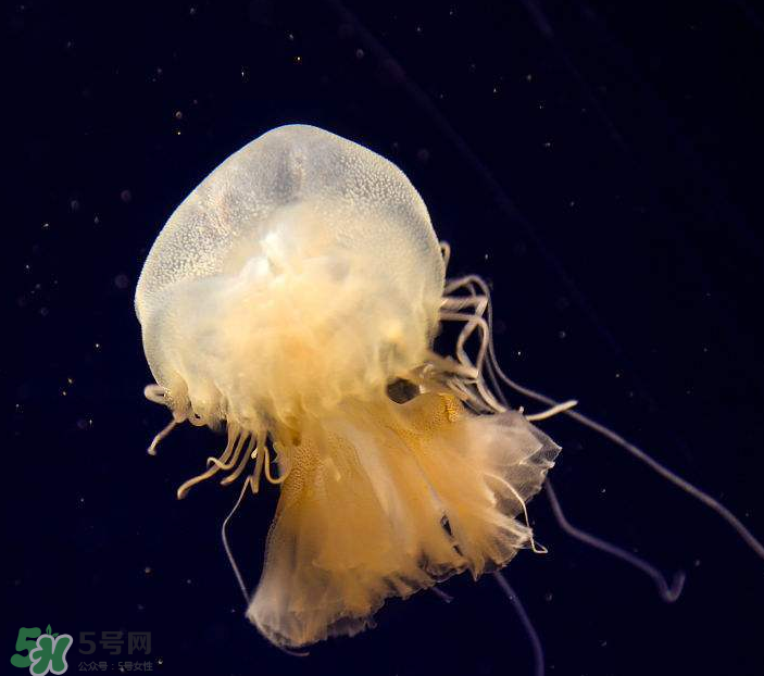 海蜇是生吃嗎？海蜇怎么吃？