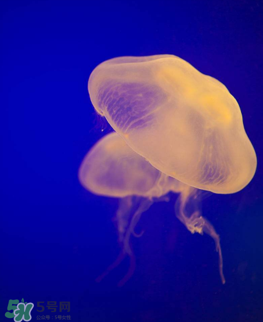 海蜇不能和什么一起吃？海蜇食用禁忌