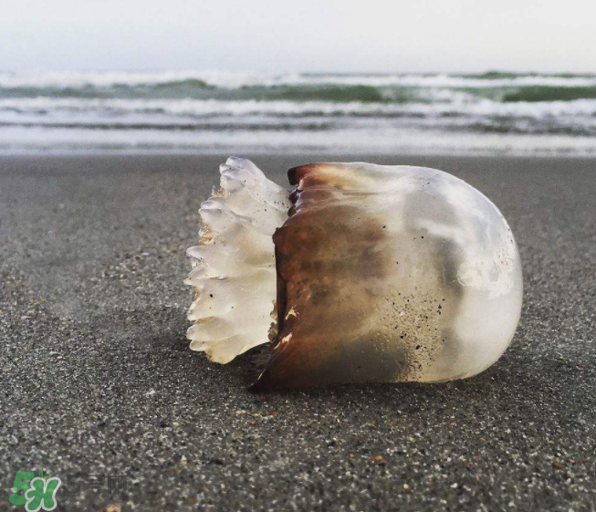 海蜇不泡能吃嗎？海蜇可以直接吃嗎？