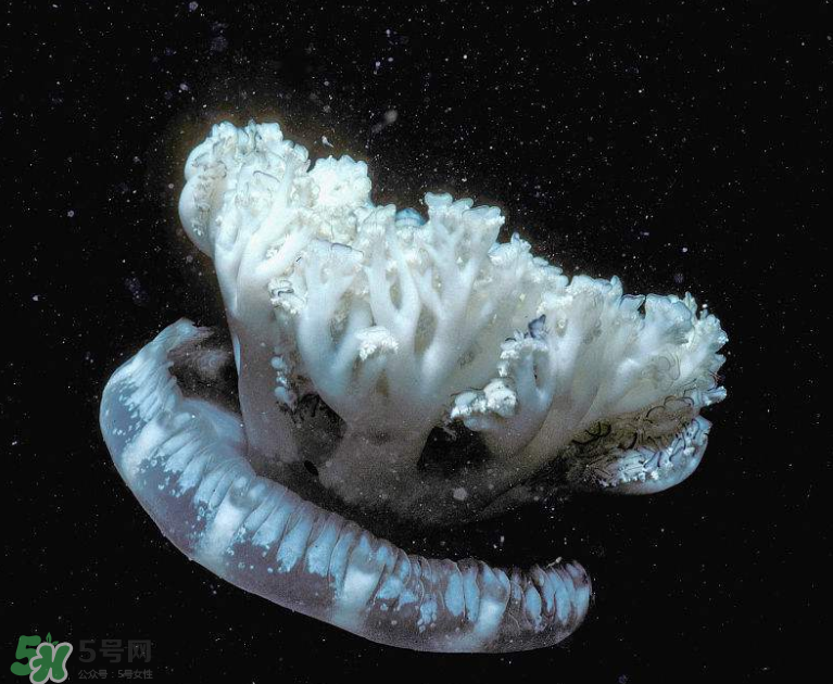 海蜇不泡能吃嗎？海蜇可以直接吃嗎？