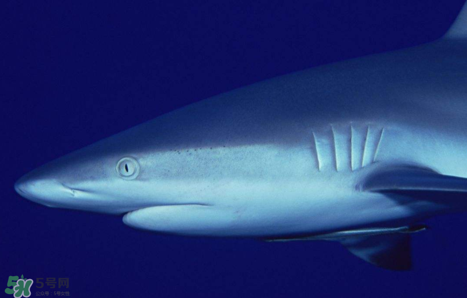鯊魚(yú)被割魚(yú)翅會(huì)死嗎？鯊魚(yú)沒(méi)有魚(yú)翅還能活嗎？
